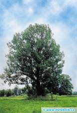 Pamtn strom - topol ern