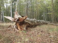 Smrk J. E. Chadta v LysickÃ oboÅ™e, torzo.jpg