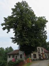 Obecn� l�pa (Chl�vce).jpg