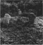 http://www.suehnekreuz.de/tschech/m-schles/pic/NEUDFL6.jpg