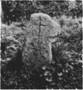 http://www.suehnekreuz.de/tschech/m-schles/pic/NEUDFL5.jpg