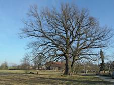 ejkovice (KH) 1. Dub letn.jpg