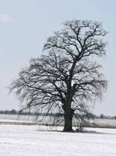 Dub u Hornch Buic.jpg