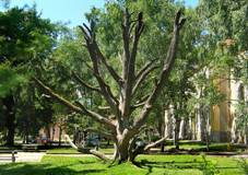 Ronov nad Doubravou, Turkish Hazel.jpg