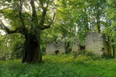 Chrnn lpa na Krupskm dvoe.jpg