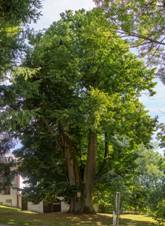 Lipa v-radslavi-08-2018-radslav.jpg