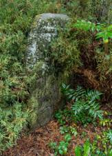 Horn Lipina, kmen.jpg