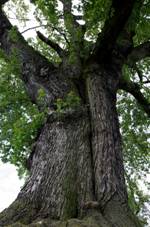 Stbrn javor u Komorn Hrky (3).jpg