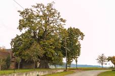 Lny - Navrtilova lpa.jpg