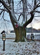 Hlinsko v echch; Lpa u lip (pamtn strom) vznan krajinn dominanta, vka kolem dvaceti metr, v CHKO rsk vrchy - 7.1.2013 tulk PEPin 