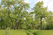 Akropole hradit Na hrad u Chrudimi 03.jpg