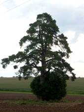 Zdirec, borovice.JPG