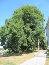 jezd (ZL), lpa ped kostelem.jpg