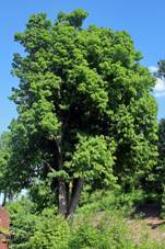 Kvtnovsk lpa (1).jpg