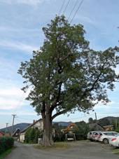 Pamtn strom: jasan u alen