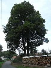 Pamtn stromy: javory ml