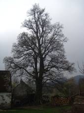 File:Dkansk Skaliny (14) - pamtn lpa u p. 6.JPG