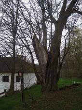 File:Dkansk Skaliny (4) - pamtn lpa u p. 1.JPG