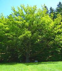 File:Strom svateban.jpg