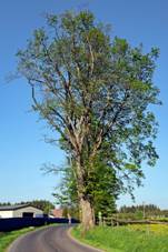 Jindichovick klen kvten 2018.jpg