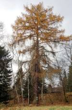 Ps Modn u Stbrnho potoka (1).jpg