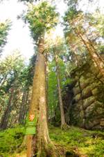 Jedle pod sklou v Nancy.jpg