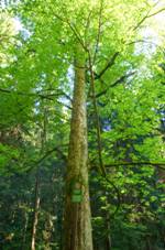 Klen na konci svta.jpg