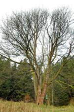 Ps Klen v Nancy (1).jpg