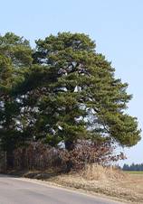 Borovice lesn, odhadovan st je asi 300 let