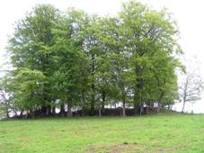 http://www.hrady.cz/data_g/4509/35284.jpg