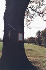 Lpa u kapliky sv.Jana Nepomuckho na Pohoe