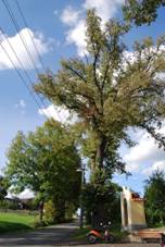 Srln (Bernartice) (6.). Jpg