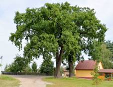 https://upload.wikimedia.org/wikipedia/commons/thumb/3/35/Group_of_3_Quercus_robur_in_Koprn%C3%ADk.jpg/1280px-Group_of_3_Quercus_robur_in_Koprn%C3%ADk.jpg