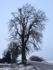 Monument tree Tilia Cordata Mill near Lipnk, Teb District.JPG