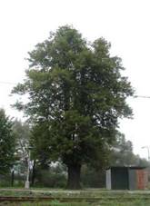 Lpa srdit u eleznin zastvky