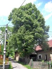 Toovice, Fojtkova lpa.JPG