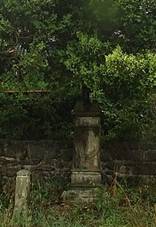 Prostedn r, k mezi borovicemi u ev. 11.jpg