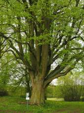 Lpa v Jedlov (1) .jpg