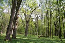 Libějovický park in spring 2011 (10).JPG