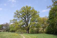 Famous tree near Libějovice in 2011 (1).JPG