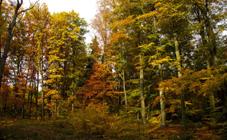 Hidden Glade (182592327).jpeg