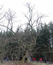 Lpa u Mrtole zima 2010.jpg