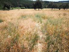 Mohylov pohebit (Star Plzenec) 06.jpg