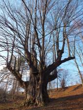 41-Horni Moravice-lipa Hadi kralovna.jpg