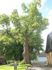 Lpa Komenskho 02.JPG