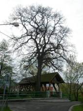 Pamtn%20strom%20n%205