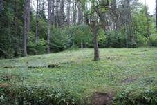 Jewish cemetery in Hartmanice 04.JPG
