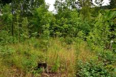 Hrad pod Hrnem 2014 Jdro.jpg