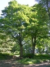 Skupina javor dnov-lbek.jpg