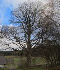 Srn (Sedlo) - chrnn javor klen.JPG